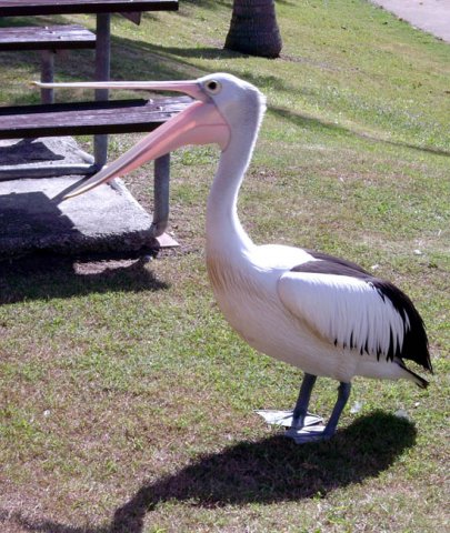 image pelican-2-spinnaker-marina-bribie-is-qld-jpg