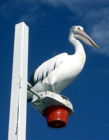 image pelican-on-post-lakes-entrance-vic-jpg