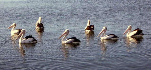 image pelicans-cunninghame-arm-lakes-entrance-vic-jpg