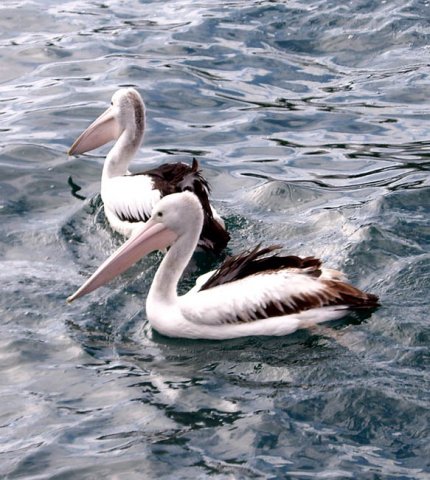 image pelicans-eden-wharf-nsw-jpg