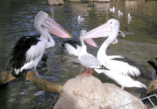image pelicans-melbourne-zoo-jpg
