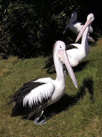 image pelicans-sea-world-gold-coast-qld-jpg