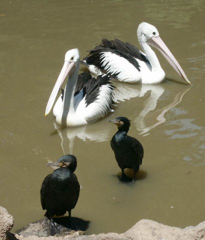 image pelicans-and-young-great-cormorants-melbourne-zoo-jpg