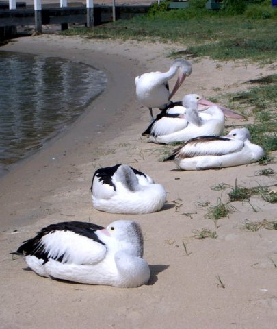 image pelicans-resting-1-lakes-entrance-vic-jpg