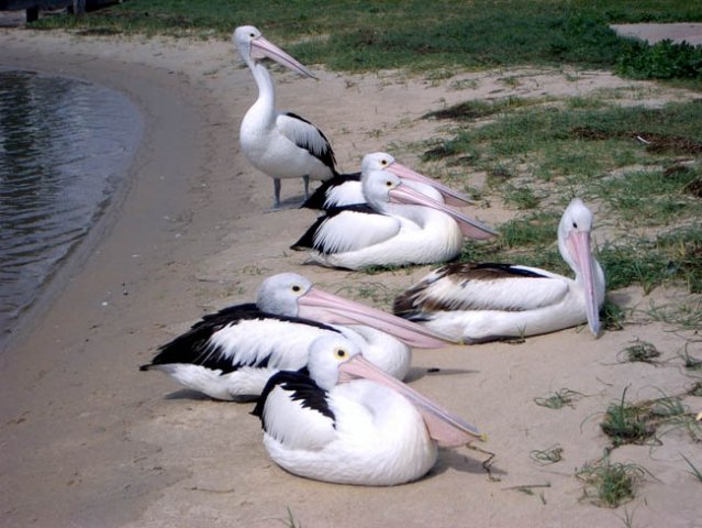 image pelicans-resting-2-lakes-entrance-vic-jpg