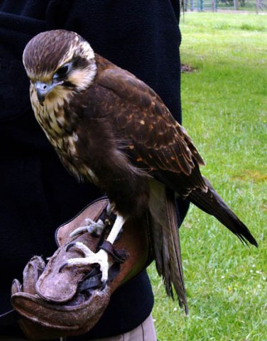 image peregrine-falcon-1-falco-peregrinus-tasmanian-devil-conservation-park-tas-jpg