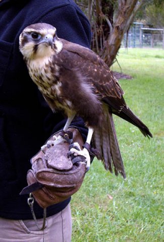 image peregrine-falcon-5-tasmanian-devil-conservation-park-tas-jpg