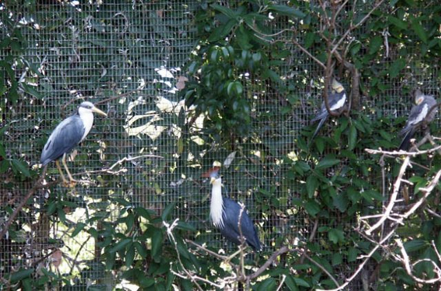 image pied-herons-crested-pigeons-right-melbourne-zoo-jpg