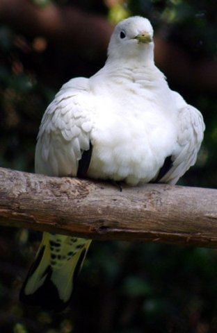 image pied-imperial-pigeon-ducula-bicolor-1-melb-zoo-vic-jpg