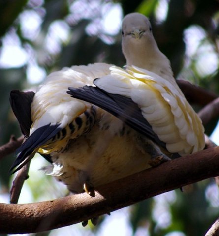 image pied-imperial-pigeon-2-melb-zoo-vic-jpg