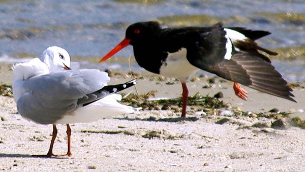 image pied-oystercatcher-and-silver-gull-lakes-entrance-vic-jpg