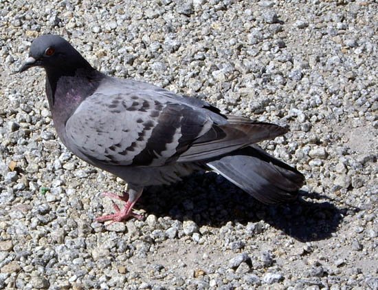 image pigeon-1-outside-melbourne-museum-jpg