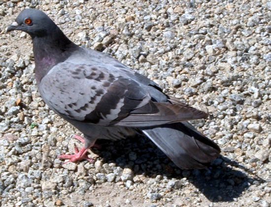 image pigeon-2-outside-melbourne-museum-jpg