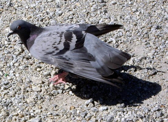 image pigeon-3-outside-melbourne-museum-jpg