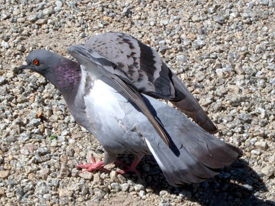 image pigeon-4-outside-melbourne-museum-jpg