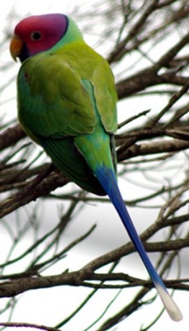 image plum-headed-parakeet-psittacula-cyanocephala-plum-head-male-ballarat-bird-world-vic-jpg