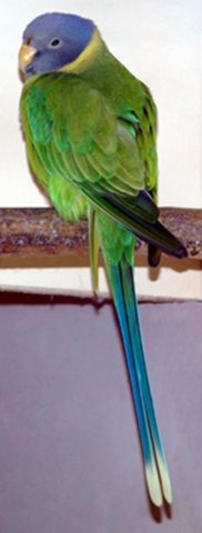 image plum-headed-parakeet-psittacula-cyanocephala-plum-head-female-ballarat-bird-world-vic-jpg