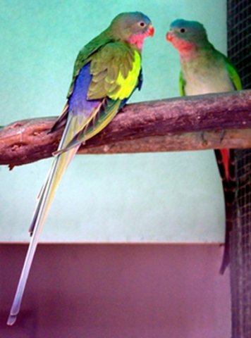 image princess-parrot-polytelis-alexandrae-queen-alexandra-parrot-alexandras-parakeet-princess-of-wales-parakeet-rose-throated-parakeet-spinifex-parrot-1-ballarat-bird-world-vic-jpg