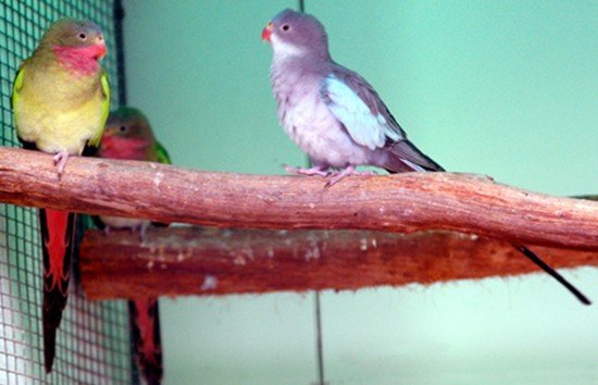 image princess-parrot-polytelis-alexandrae-queen-alexandra-parrot-alexandras-parakeet-princess-of-wales-parakeet-rose-throated-parakeet-spinifex-parrot-2-ballarat-bird-world-vic-jpg