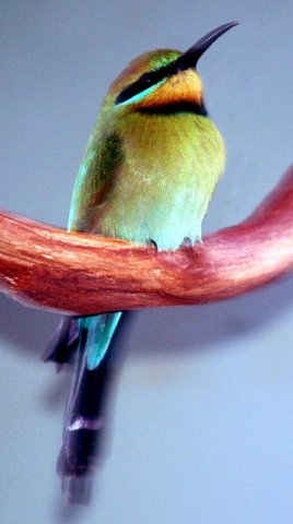 image rainbow-bee-eater-merops-ornatus-1-healesville-vic-jpg