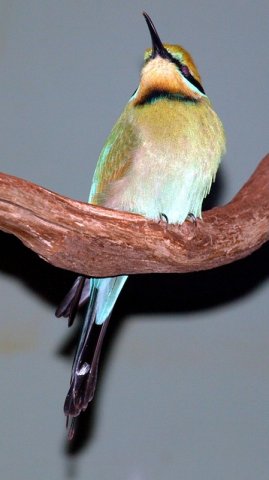 image rainbow-bee-eater-merops-ornatus-2-healesville-vic-jpg