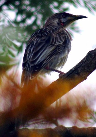 image red-wattlebird-anthochaera-carunculata-1-swan-reach-vic-jpg