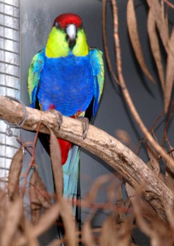 image red-capped-parrot-purpureicephalus-spurius-male-1-kyabram-fauna-park-vic-jpg