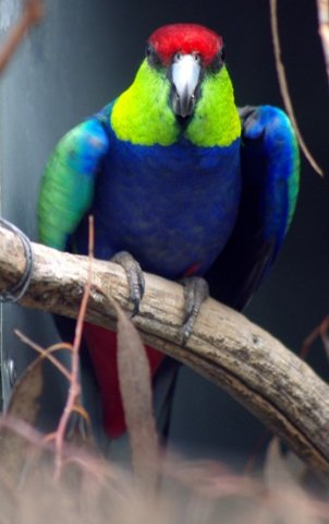 image red-capped-parrot-purpureicephalus-spurius-male-2-kyabram-fauna-park-vic-jpg