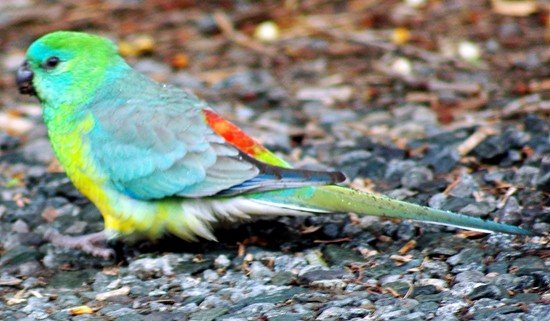 image red-rumped-parrot-psephotus-haematonotus-2-male-kyabram-vic-jpg