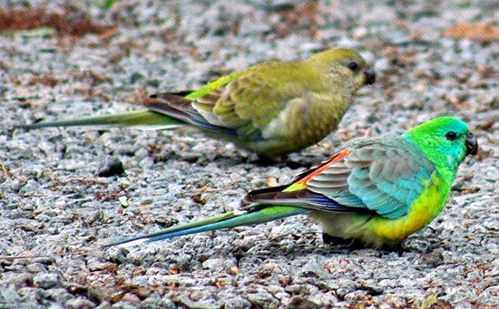 image red-rumped-parrot-psephotus-haematonotus-3-male-front-kyabram-vic-jpg