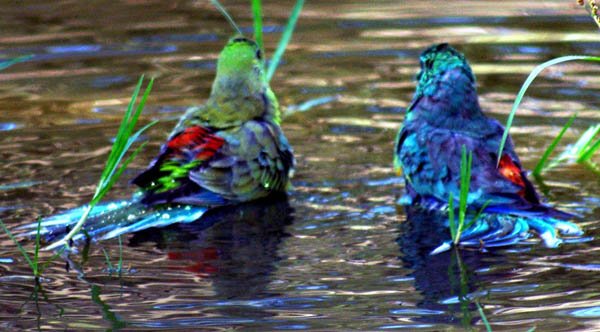 image red-rumped-parrot-or-grass-parrot-psephotus-haematonotus-males-4-dubbo-nsw-jpg