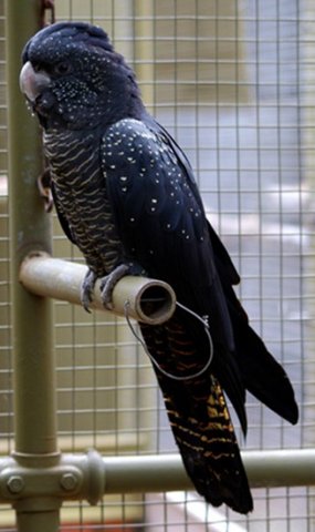 image red-tailed-black-cockatoo-calyptorhynchus-banksii-banksian-banks-black-cockatoo-female-ballarat-bird-world-vic-jpg
