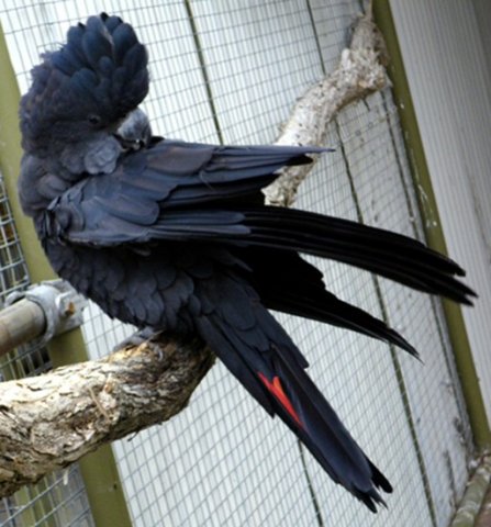 image red-tailed-black-cockatoo-calyptorhynchus-banksii-banksian-banks-black-cockatoo-male-2-ballarat-bird-world-vic-jpg