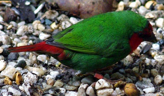 image red-throated-parrotfinch-erythrura-psittacea-1-melb-zoo-vic-jpg
