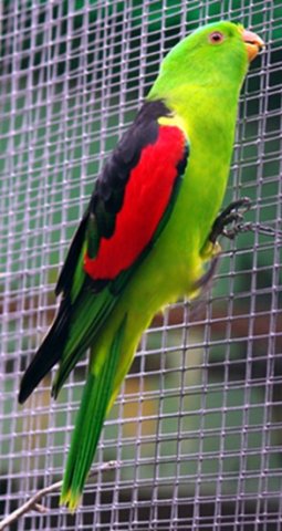 image red-winged-parrot-aprosmictus-erythropterus-1-male-ballarat-bird-world-vic-jpg