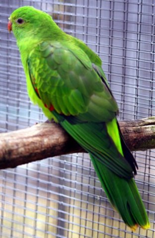 image red-winged-parrot-aprosmictus-erythropterus-2-female-ballarat-bird-world-vic-jpg