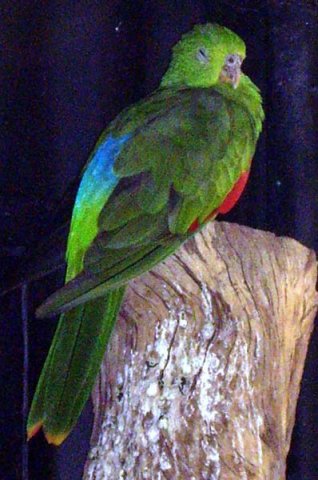 image red-winged-parrot-crimson-winged-parrot-aprosmictus-erythropterus-wellington-nsw-jpg