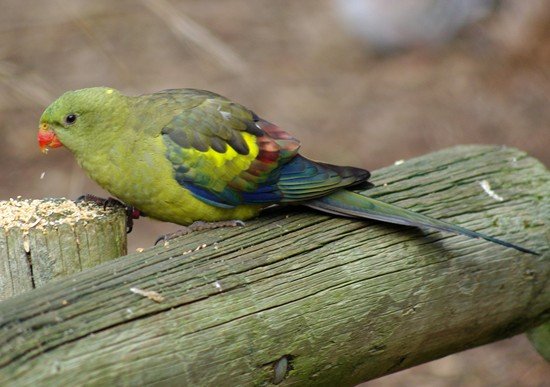 image regent-parrot-polytelis-anthopeplus-1-female-kyabram-fauna-park-vic-jpg