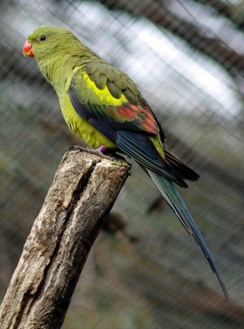 image regent-parrot-polytelis-anthopeplus-2-female-kyabram-fauna-park-vic-jpg