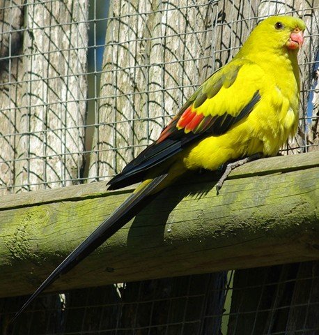image regent-parrot-marlock-parrot-smoker-polytelis-anthopeplus-1-natureworld-bicheno-tas-jpg