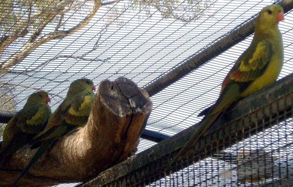 image regent-parrot-rock-pebbler-black-tailed-parakeet-polytelis-anthopeplus-females-wellington-nsw-jpg