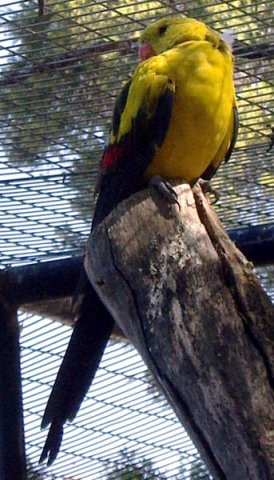 image regent-parrot-rock-pebbler-black-tailed-parakeet-polytelis-anthopeplus-male-1-wellington-nsw-jpg