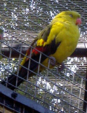 image regent-parrot-rock-pebbler-black-tailed-parakeet-polytelis-anthopeplus-male-2-wellington-nsw-jpg