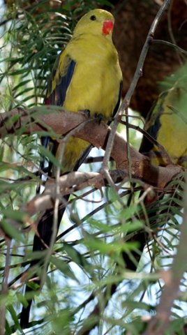 image regent-parrots-male-wagga-zoo-nsw-jpg