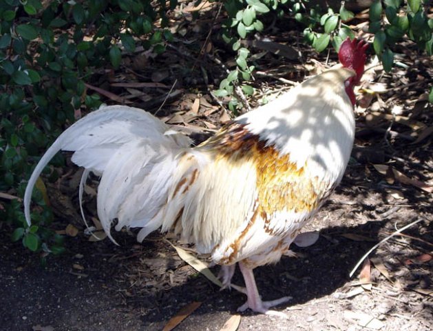 image rooster-2-wagga-zoo-nsw-jpg