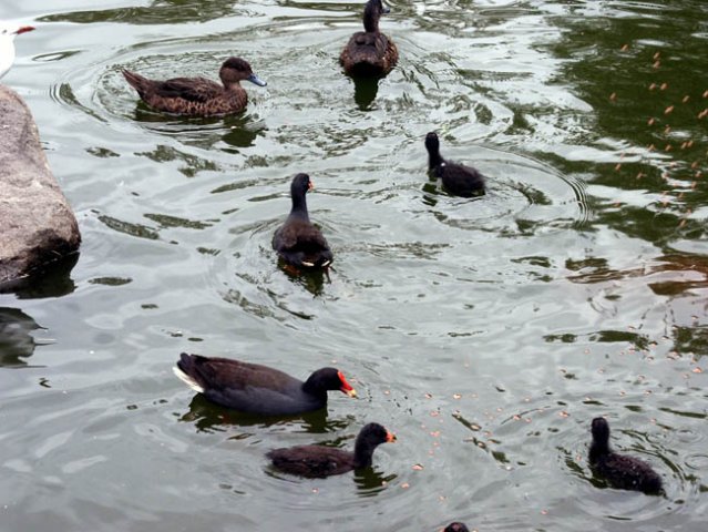 image ruddy-ducks-top-and-dusky-moorhens-melbourne-zoo-jpg