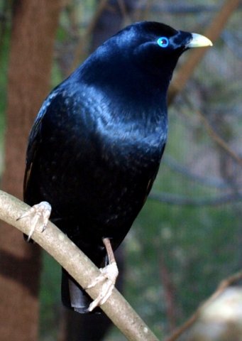 image satin-bowerbird-ptilonorhynchus-violaceus-1-male-healesville-vic-jpg