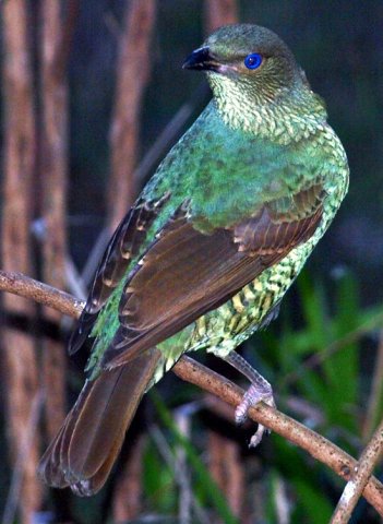 image satin-bowerbird-ptilonorhynchus-violaceus-3-female-healesville-vic-jpg