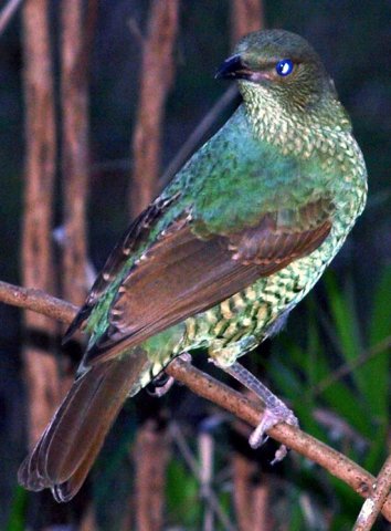 image satin-bowerbird-ptilonorhynchus-violaceus-4-female-healesville-vic-jpg