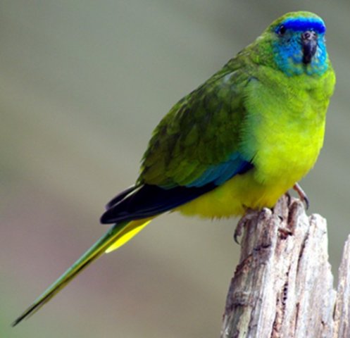 image scarlet-chested-parrot-neophema-splendida-scarlet-breasted-parrot-grass-parakeet-2-female-ballarat-bird-world-vic-jpg